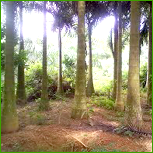 Roystonea Regia