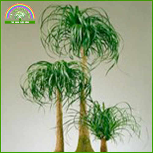 Beaucarnea Recurvata
