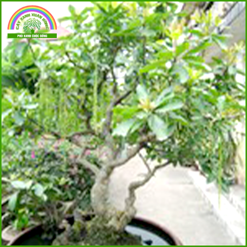 Freshwater Mangrove