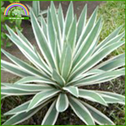 Agave Altissima