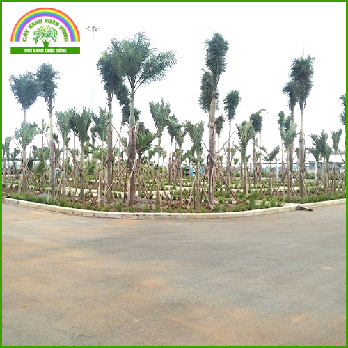 Planting trees